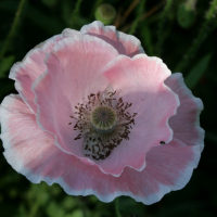        mohn